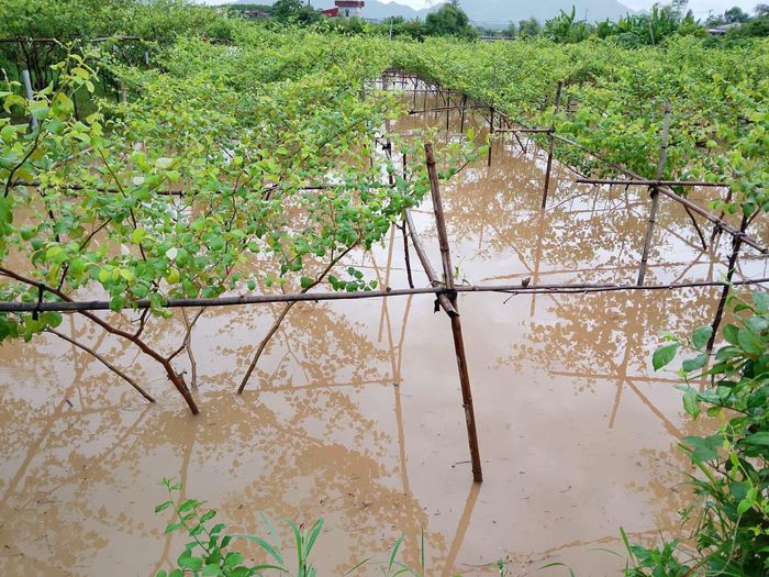  Nước lũ tràn vào các vườn cây ăn trái ở khu vực Lục Ngạn (tỉnh Bắc Ninh) sáng 23-8. Ảnh: P.L.N 