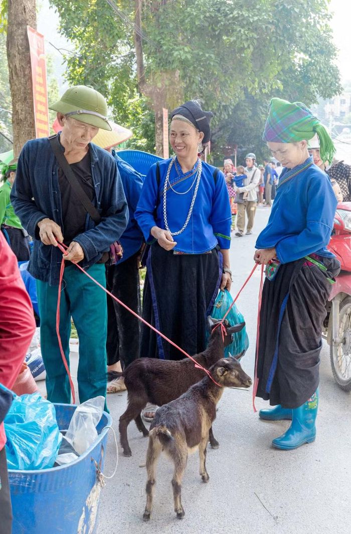 Người dân hỏi mua những chú dê về để chăn thả, làm giống.