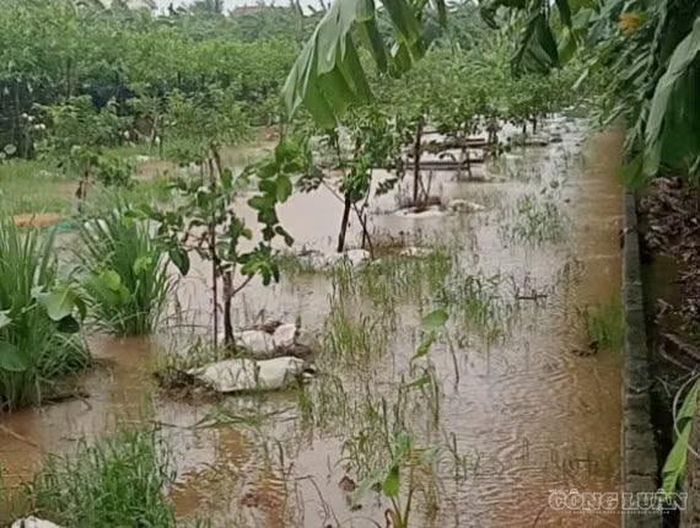 Cây cối, hoa màu ngập trong nước do mưa lớn kéo dài.