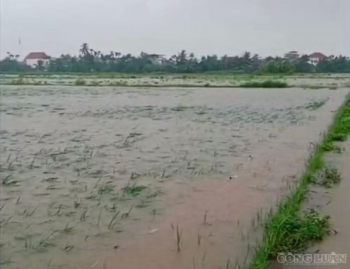 Hàng nghìn ha lúa bị ngập trong nước.