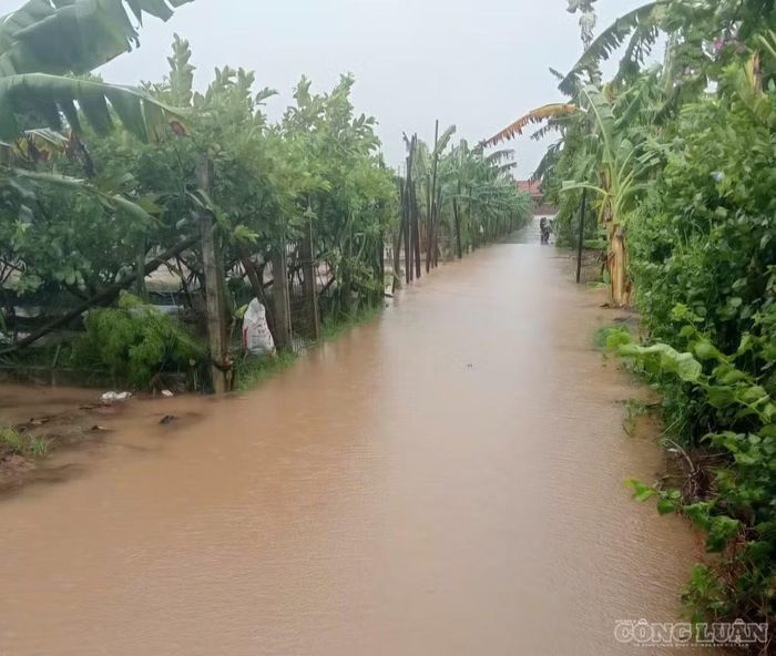 Cây cối, hoa màu ngập trong nước.