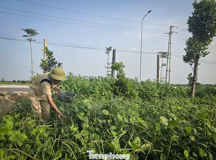 Người dân lo mất sinh kế nếu thi công tôn hộ lan bị bịt lối vào đất nông nghiệp.