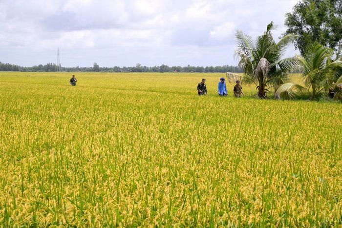 Trận chiến được cho là diễn ra từ ngày 2-6/3/1970, gây tổn thất rất lớn cho các đơn vị. Hơn 300 cán bộ, chiến sĩ được xác định đã hy sinh. Tuy nhiên, do chiến tranh đã lùi xa hơn nửa thế kỷ, địa hình, địa vật thay đổi, hồ sơ lưu trữ chưa đầy đủ, việc xác định chính xác danh sách liệt sĩ, vị trí hy sinh và nơi chôn cất ban đầu vẫn gặp nhiều khó khăn. Nhằm làm rõ những thông tin này, Ban Chỉ đạo 515 tỉnh An Giang chuẩn bị tổ chức hội thảo thu thập thông tin, xác định khu vực mộ liệt sĩ hy sinh tại Tràm Dù.