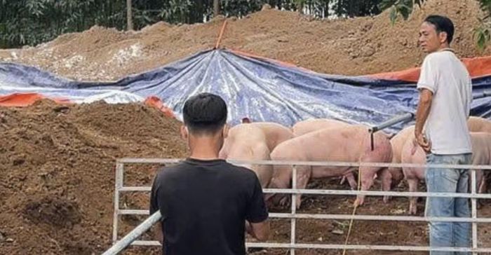 Khu vực tiêu hủy số lợn nhiễm chất cấm được lực lượng chức năng giám sát.