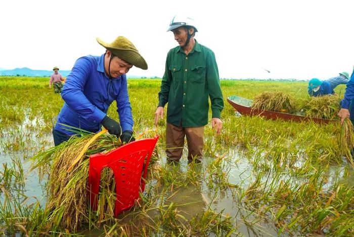 Tại những thửa ruộng bị nước ngập, lúa nằm rạp xuống mặt ruộng khiến máy gặt khó tiếp cận, các lực lượng chia nhau từng phần việc, trực tiếp gặt, gom và vận chuyển lúa lên bờ.