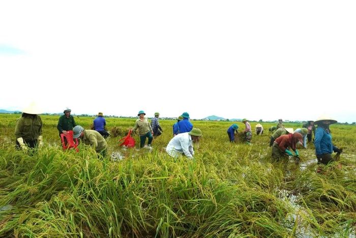  Theo Đoàn xã Xuân Lộc, trong những ngày tới, đơn vị sẽ tiếp tục huy động thêm đoàn viên, thanh niên và các lực lượng tại địa phương cùng tham gia hỗ trợ người dân thu hoạch lúa, hạn chế thiệt hại do mưa lớn gây ra. 