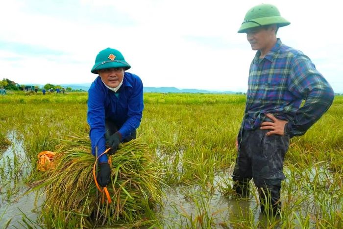 Lực lượng thanh niên được phân công về từng khu vực, ưu tiên những diện tích bị ngập, đổ rạp, có nguy cơ thiệt hại nếu không thu hoạch kịp thời.