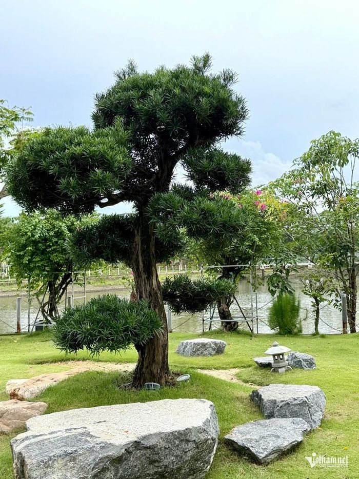 Khu vườn nổi bật bởi cây tùng Nhật.