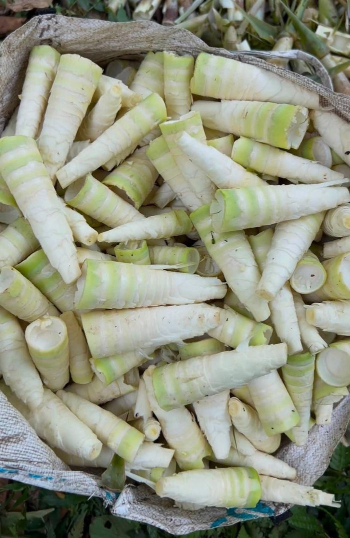 Măng tép có kích thước rất nhỏ, nổi bật với độ giòn sần sật và vị ngọt thanh tự nhiên. Ảnh: Ma Thị Khơi