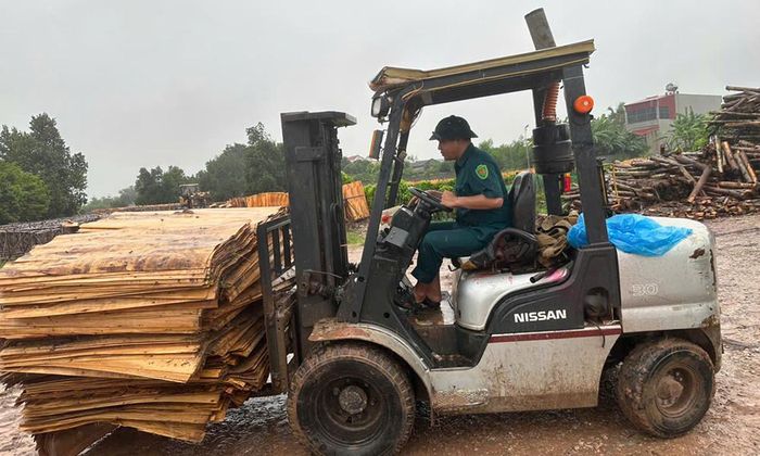 Lực lượng dân quân xã Kép tham gia giúp người dân thôn Việt Hương di chuyển gỗ bóc lên vị trí cao, tránh bị ngập. Ảnh: V. Giang