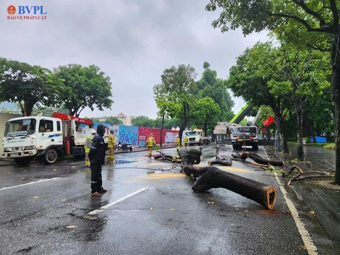 Lực lượng chức năng di chuyển cây bị đổ, đảm bảo an toàn cho người dân xung quanh và tham gia giao thông an toàn.