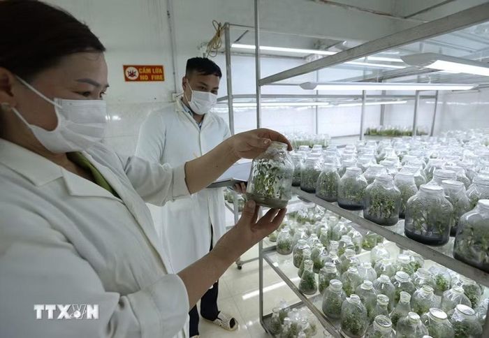 Nhân giống bảo tồn một số loài thực vật ở Trung tâm của Vườn Quốc gia Hoàng Liên, tỉnh Lào Cai. (Ảnh: Vũ Sinh/ TTXVN)