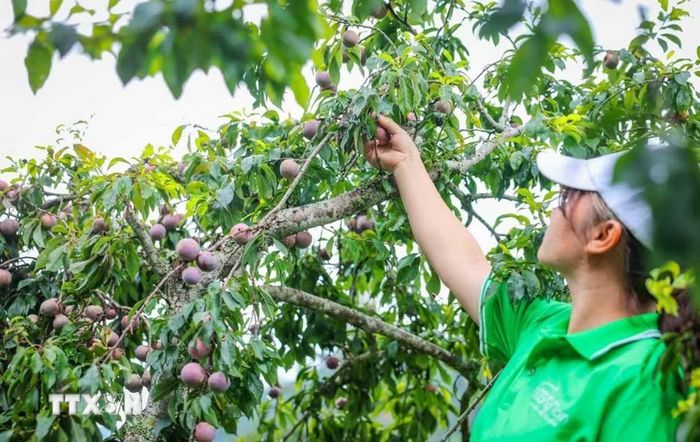 Mận Tam Hoa Bắc Hà - đặc sản trứ danh của Lào Cai. (Ảnh: Hoàng Hiếu/TTXVN)