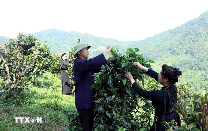 Thu hái chè cổ thụ Shan tuyết tại xã Đồng Phúc (Thái Nguyên). (Ảnh: Trần Trang/TTXVN)