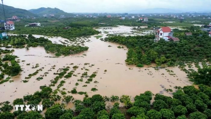 Nước lũ dâng cao, nhiều diện tích cây trồng bị ngập trắng. (Ảnh: TTXVN phát)