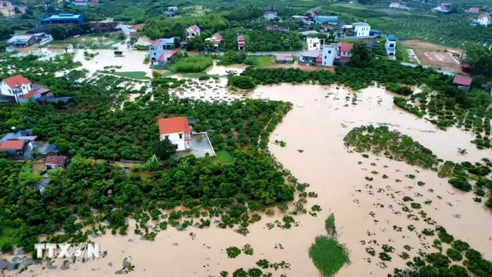 Nước lũ dâng cao, nhiều diện tích cây trồng bị ngập trắng. (Ảnh: TTXVN phát)