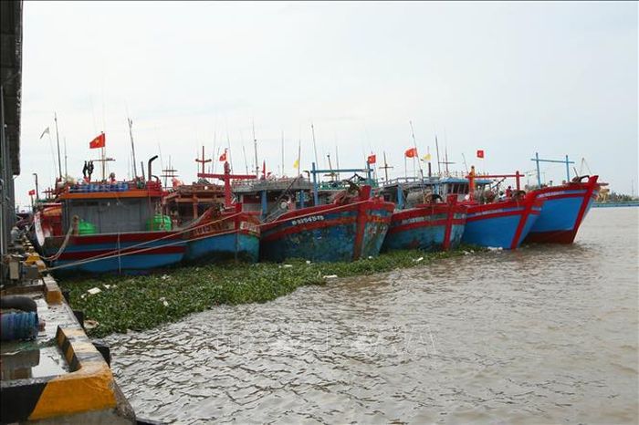 Tàu thuyền neo đậu tại Cảng cá Ninh Cơ, xã Hải Thịnh, tỉnh Ninh Bình để tránh trú bão số 4. Ảnh minh họa: Công Luật/TTXVN