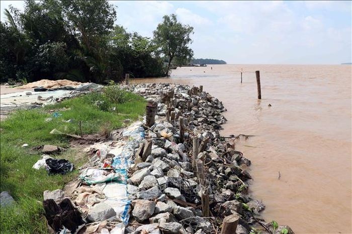 Một đoạn kè đá được người dân dựng lên để giữ đất tại tuyến đê.