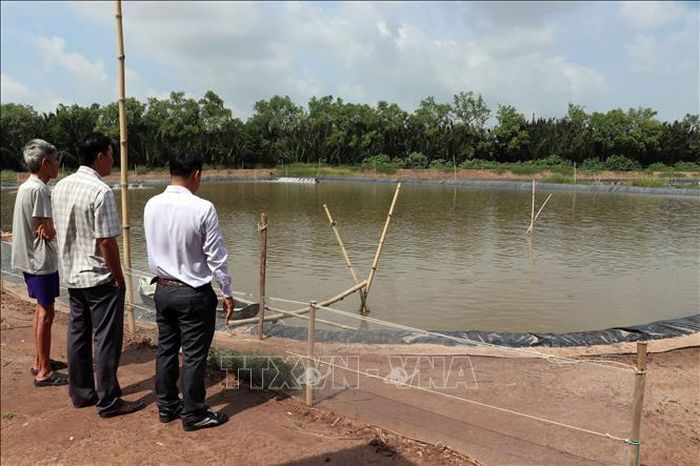 Một ao nuôi tôm thâm canh nằm sát tuyến đê rạn nứt.