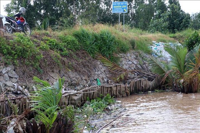 Sạt lở ăn sâu vào chân đê buộc người dân và chính quyền địa phương phải dùng cừ tràm, lưới bạt gia cố tạm thời.