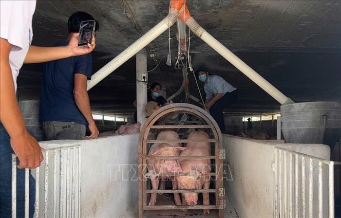 Đưa lợn nhiễm chất cấm tại 1 trạng chăn nuôi ở Đồng Nai đi tiêu hủy.