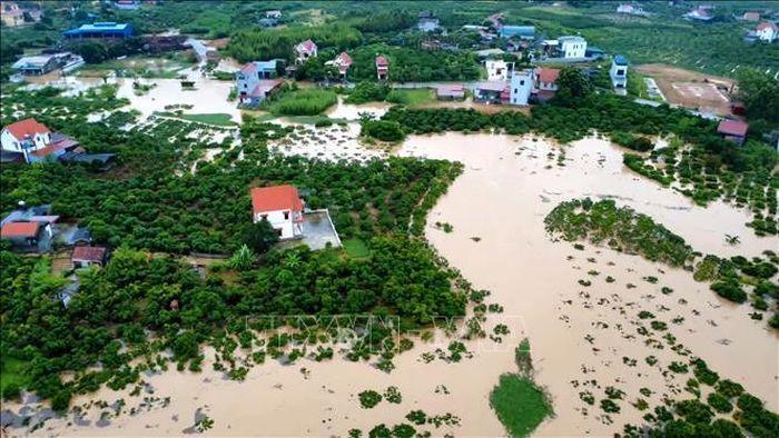 Nước lũ dâng cao, nhiều diện tích cây trồng bị ngập trắng. Ảnh: TTXVN phát