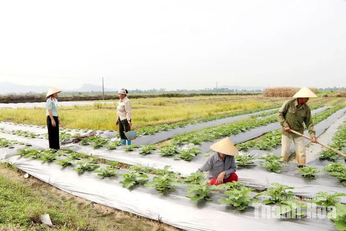 Cán bộ thôn Kênh Thôn thăm đồng, nắm bắt tình hình sản xuất của người dân.