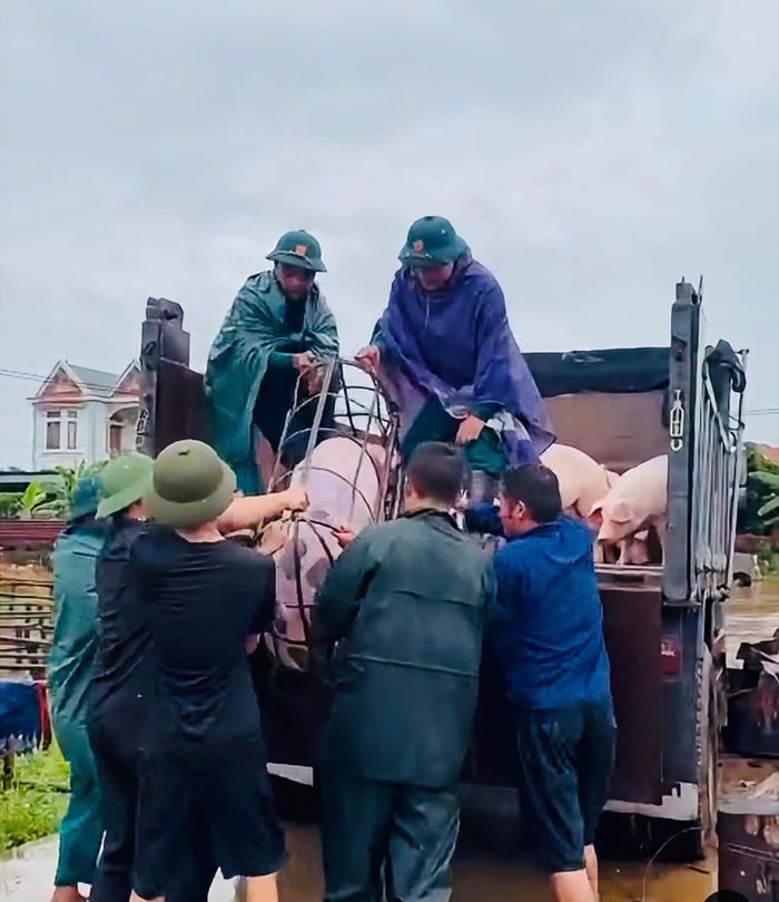  Lực lượng chức năng xã Nam Dương hỗ trợ người dân ven sông Lục Nam di chuyển vật nuôi ra khỏi vùng lũ. 