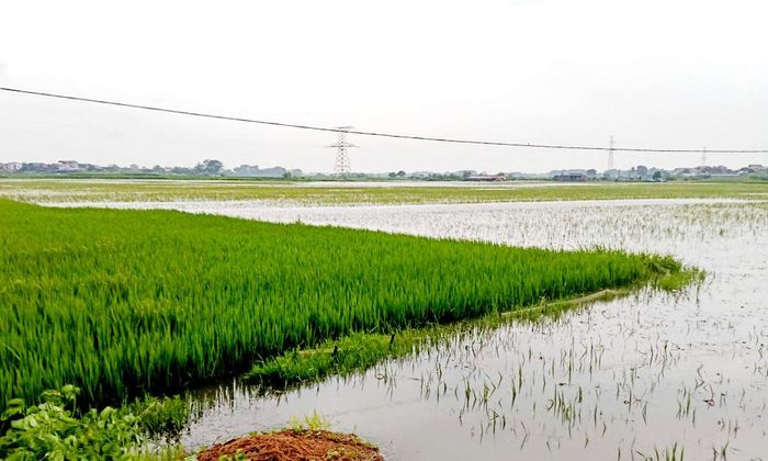  Lũ trên sông Thương dâng cao gây ngập úng cục bộ một số diện tích lúa tại phường Đa Mai. 