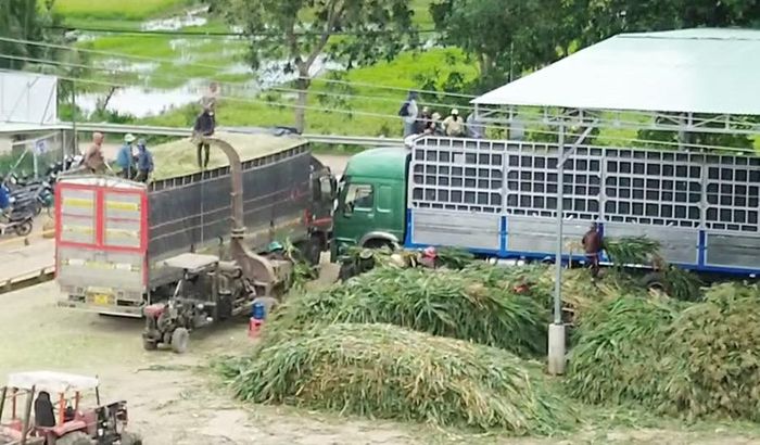  Một cơ sở thu mua bắp sinh khối tại xã Ia Tul. Ảnh: N.S 