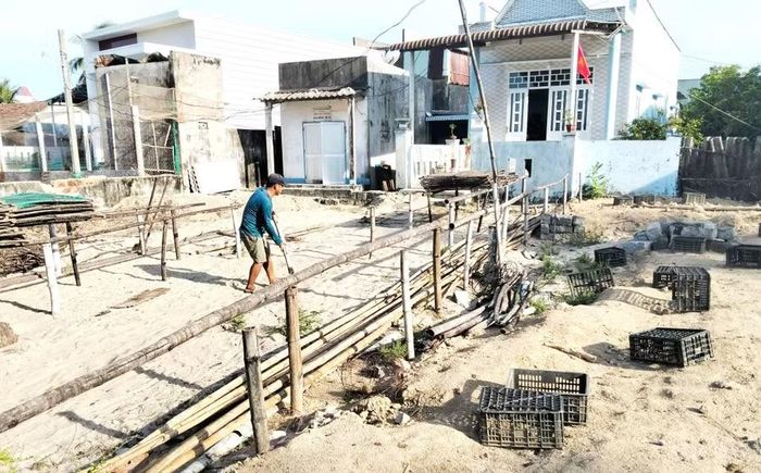  Nhiều cơ sở sơ chế mực xà tại thôn An Quang Đông đã tự nguyện tháo dỡ giàn phơi mực (ảnh chụp ngày 1.6.2026). Ảnh: V.L 