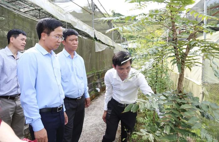Cán bộ Trung tâm Nghiên cứu dược liệu Sa Pa giới thiệu các giống cây thuốc được nghiên cứu, nhân giống và khảo nghiệm.