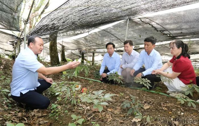 Đoàn khảo sát công tác bảo tồn nguồn gen cây dược liệu quý tại Vườn Quốc gia Hoàng Liên.