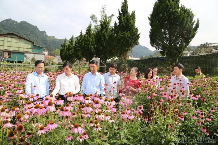 Đoàn công tác tham quan khu bảo tồn cây thuốc tại Trung tâm Nghiên cứu dược liệu Sa Pa thuộc Viện Dược liệu.