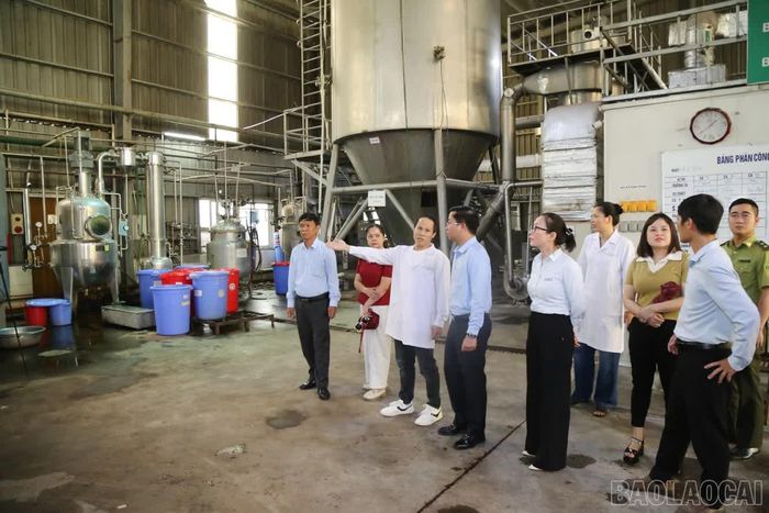 Đoàn công tác tìm hiểu quy trình chế biến cao Actiso tại Nhà máy Traphaco Sa Pa.