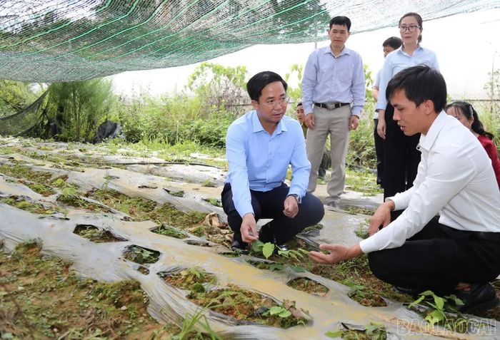 Giám đốc Sở Nông nghiệp và Môi trường Lào Cai Trần Minh Sáng kiểm tra hoạt động nghiên cứu, bảo tồn giống cây dược liệu tại Sa Pa.