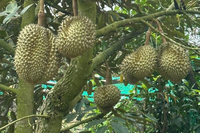 Sầu riêng chất lượng cao, nông sản chủ lực giúp người dân La Dạ nâng cao thu nhập và phát triển du lịch sinh thái