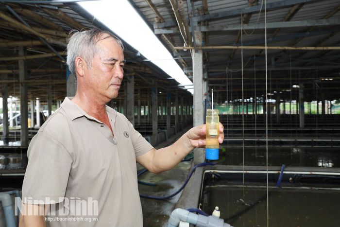 Ông Phương kiểm tra, theo dõi độ mặn trong bể, bảo đảm môi trường phù hợp cho ốc hương sinh trưởng.