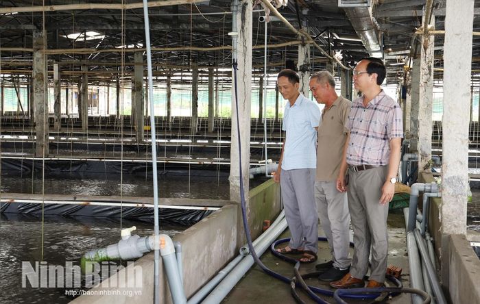 Cán bộ Chi cục Thủy sản - Kiểm ngư, Sở Nông nghiệp và Môi trường tỉnh Ninh Bình và chuyên viên Phòng Nông nghiệp và Môi trường xã Hải Xuân, kiểm tra, đánh giá mô hình nuôi ốc hương trong bể có mái che.