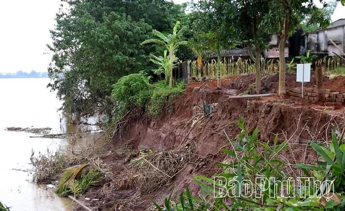 Tình trạng sạt lở bờ vở đê sông Thao tại xã Hiền Quan được giám sát đặc biệt và gắn biển cảnh báo, xây dựng phương án khắc phục.