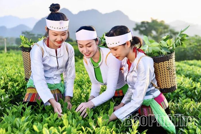 Những búp chè non tươi được tuyển chọn kỹ từ vùng nguyên liệu quyết định chất lượng sản phẩm Chè búp xanh Yên Thủy.