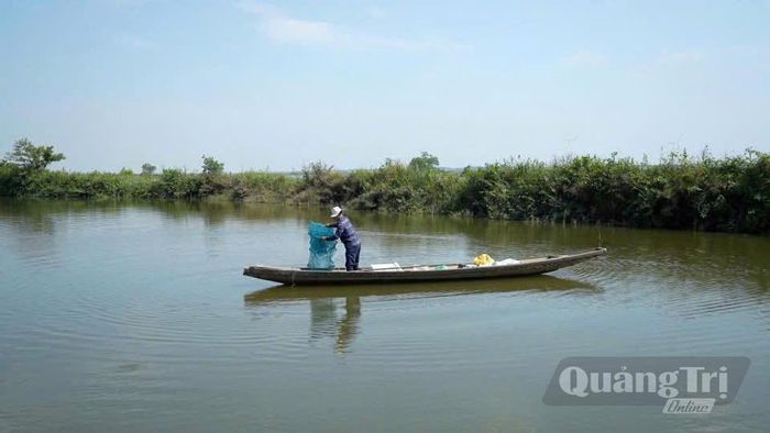 Thành viên Hợp tác xã Sản xuất, kinh doanh dịch vụ Nông nghiệp-Thủy sản Lộc Phát kiểm tra tôm càng xanh trong mô hình sản xuất thích ứng với điều kiện vùng thấp trũng - Ảnh: M.H