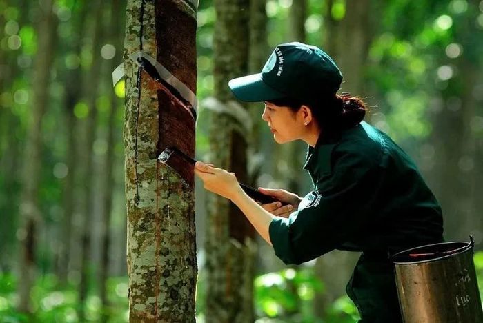 Giá cao su thế giới hôm nay tiếp tục tăng. Ảnh minh họa