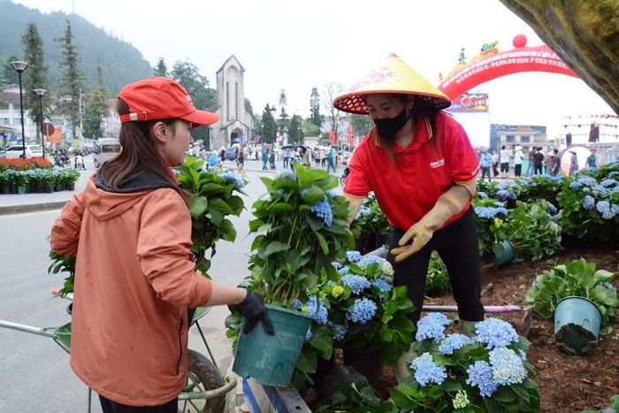 Trồng hoa tươi trên vòng xuyến giao thông Sa Pa. Ảnh: Quốc Hồng