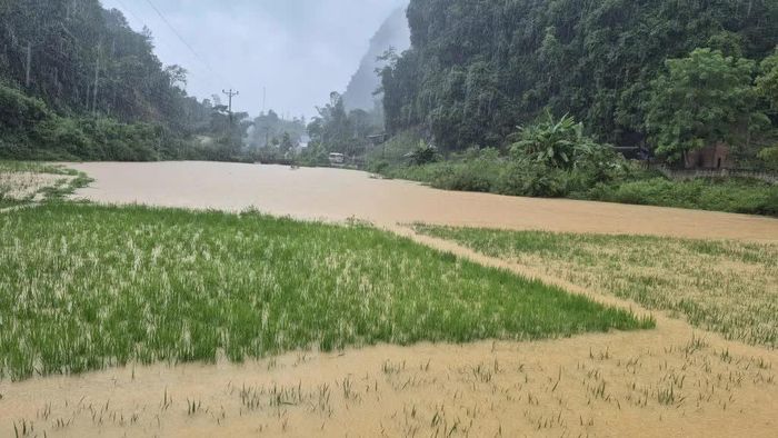 Mưa lớn gây ngập úng, thiệt hại nhiều hoa màu tại xã Lý Quốc.