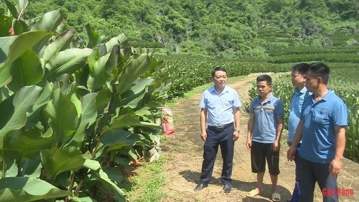   Lãnh đạo UBND xã Nguyễn Huệ kiểm tra thực tế, rà soát toàn bộ vùng trồng để ký kết hợp đồng với doanh nghiệp, hợp tác xã bao tiêu sản phẩm cho người dân. 