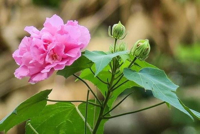Đặc biệt khi về già, con người càng cần tránh những cuộc hơn thua không cần thiết. Ảnh minh họa.