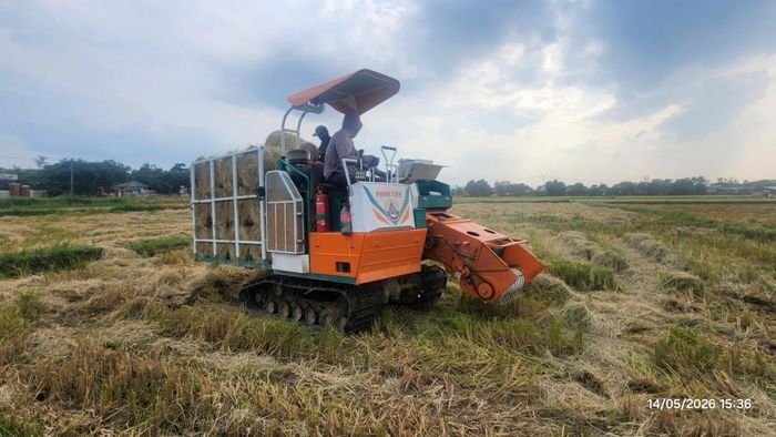 Rơm rạ sau thu hoạch có thể được thu gom, tái sử dụng...