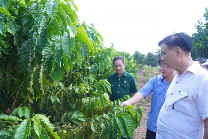 Đồng chí Vũ Long Sơn - TUV, Bí thư Đảng ủy xã Bom Bo thăm quan và trao đổi với người dân tại rẫy cà phê thôn 3, xã Bom Bo