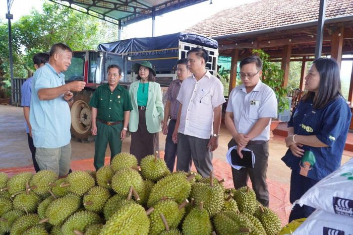Nông dân sản xuất giỏi Nguyễn Xuân Hùng ở thôn 8, xã Bom Bo cũ nay là thôn 4, xã Bom Bo trao đổi với Đoàn khảo sát của ĐU, HĐND, UBND, MTTQVN và các Tổ chức CT-XH xã Bom Bo về kinh nghiệm trồng, chăm sóc và thu hoạch sầu riêng của gia đình